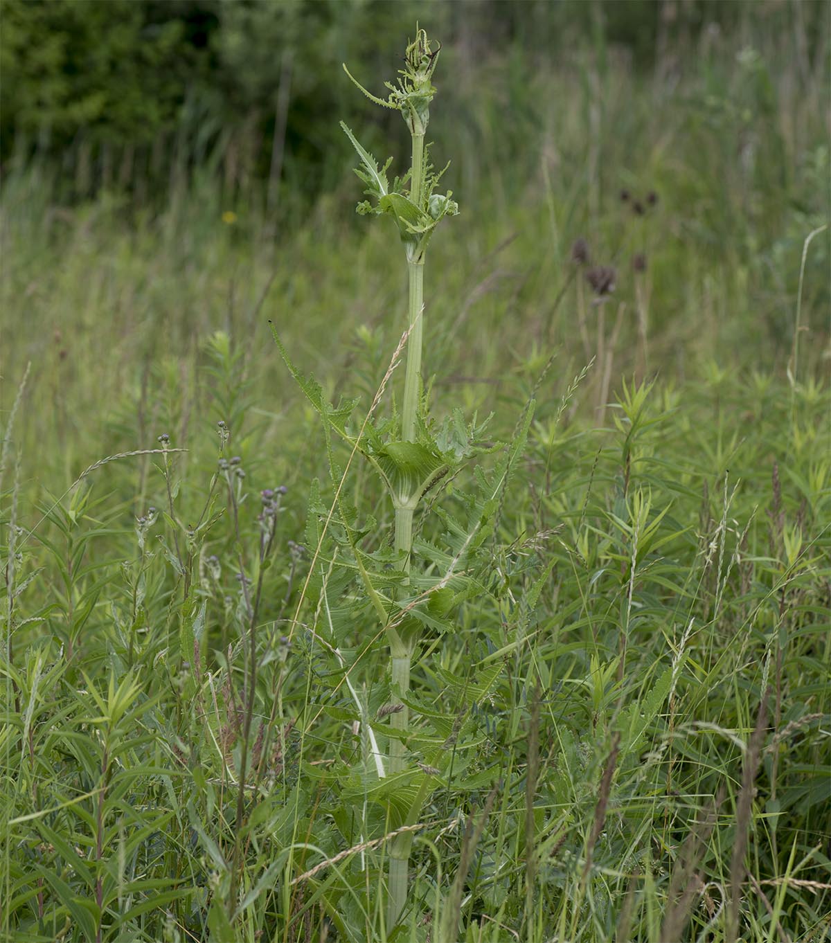 Habitus